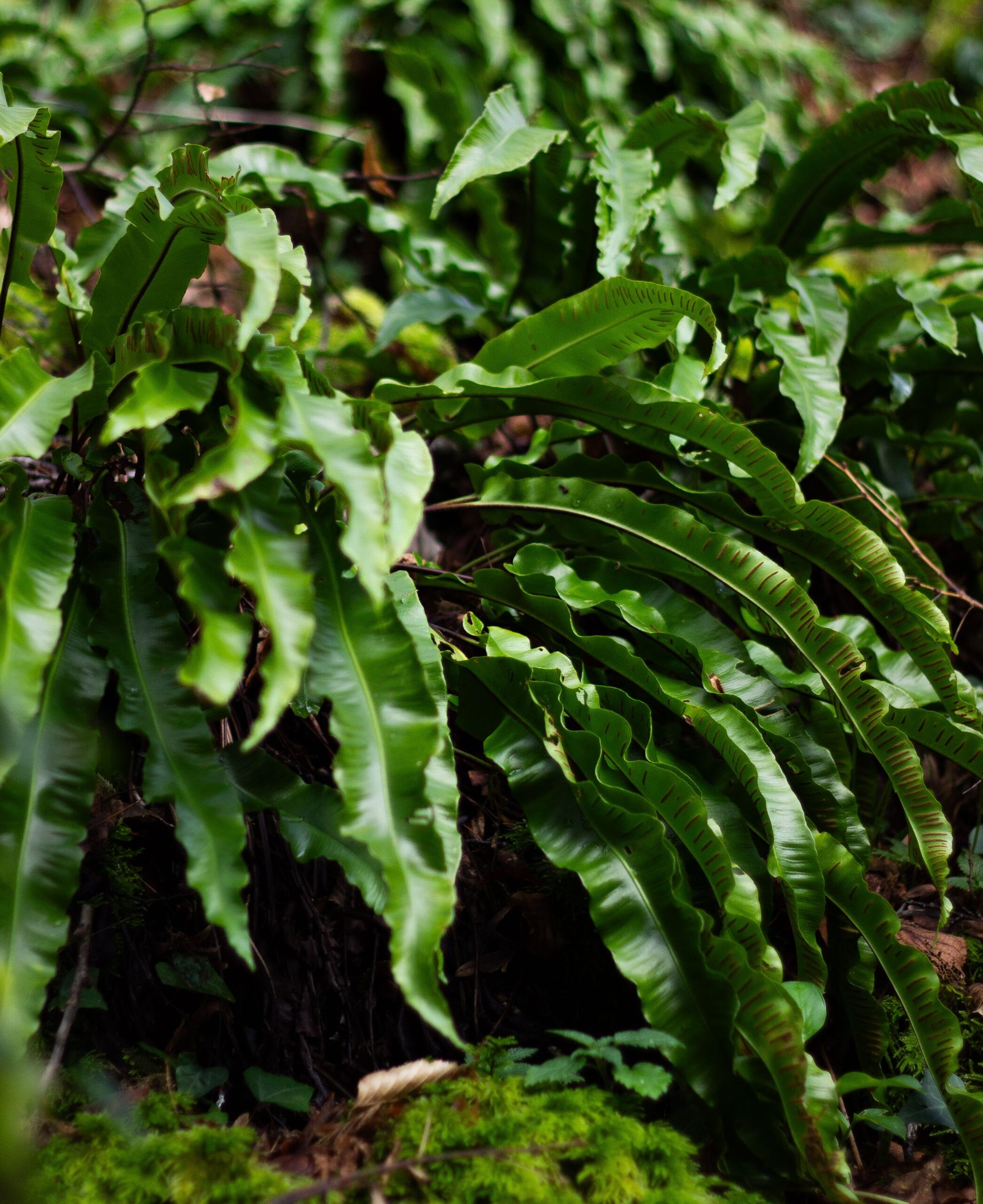 Aspleniaceae