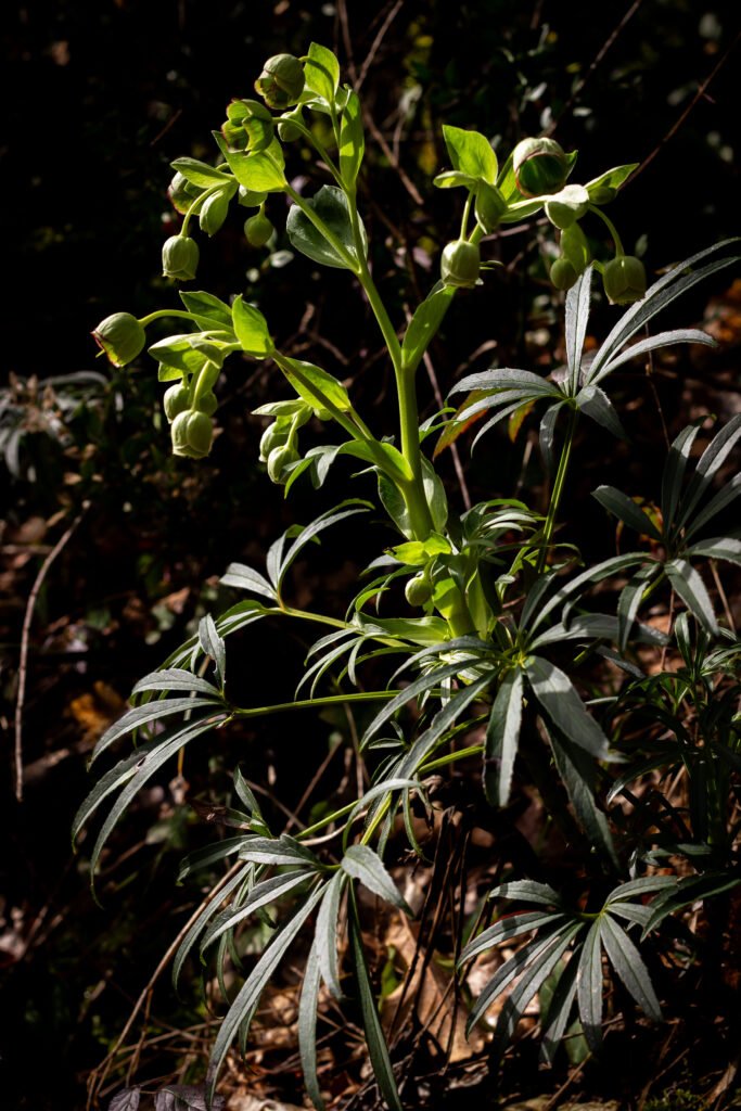 Trouver une plante : Hellebore foetidus