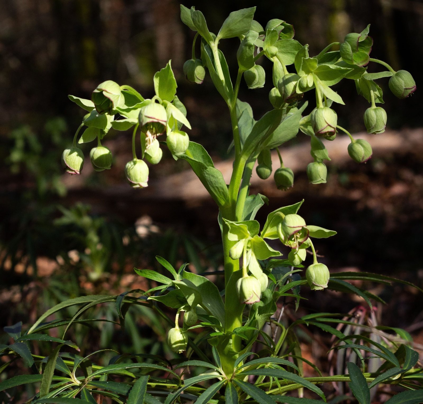 Hellebore fétide