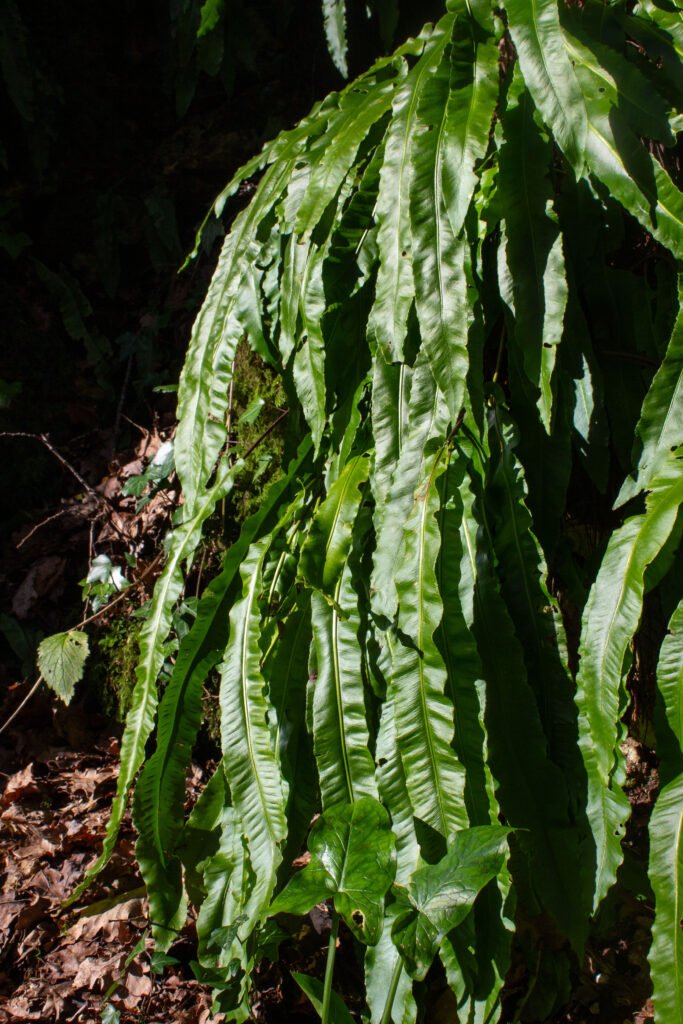 Asplenium scolopendrium