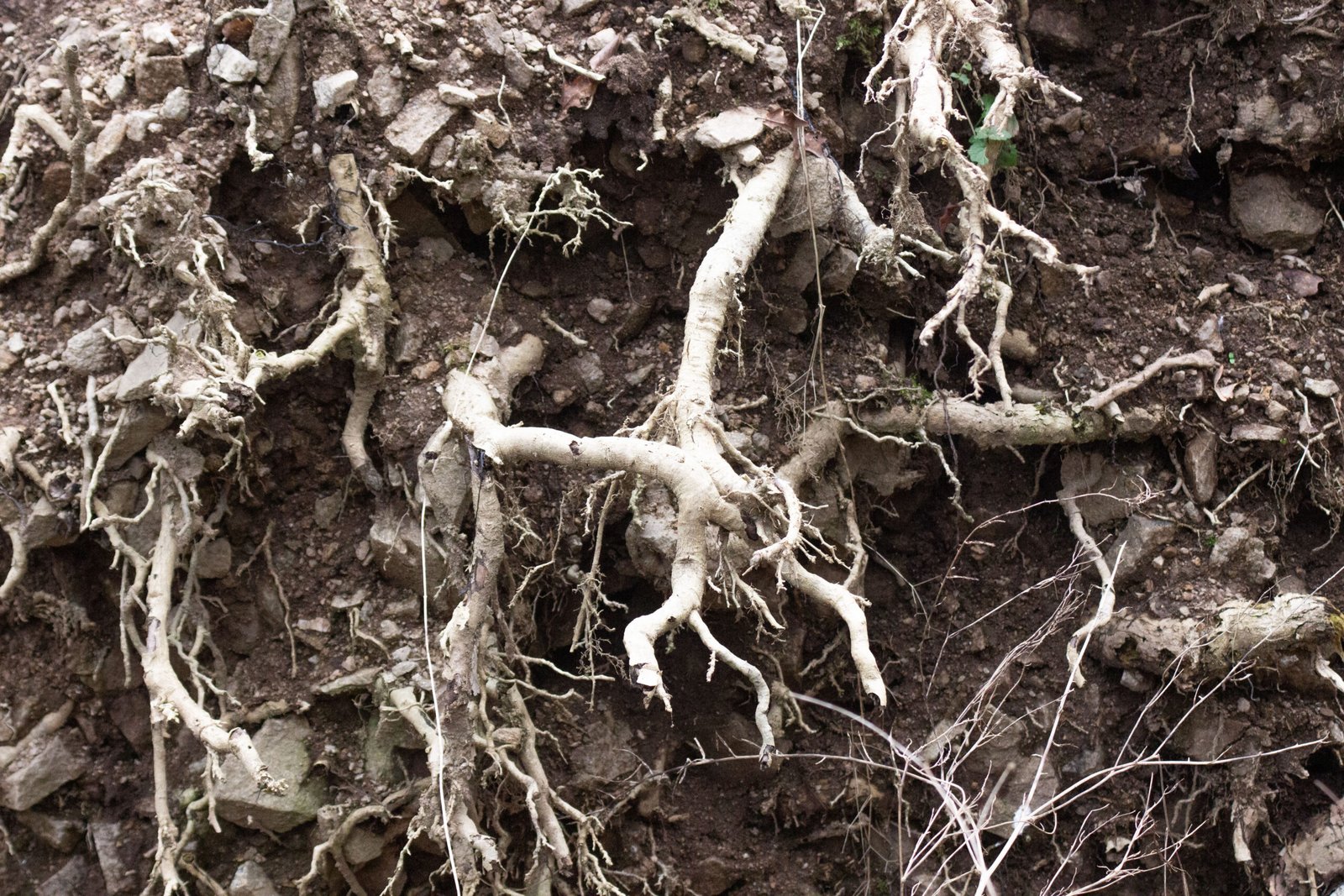 Sciences fondamentales : Les racines