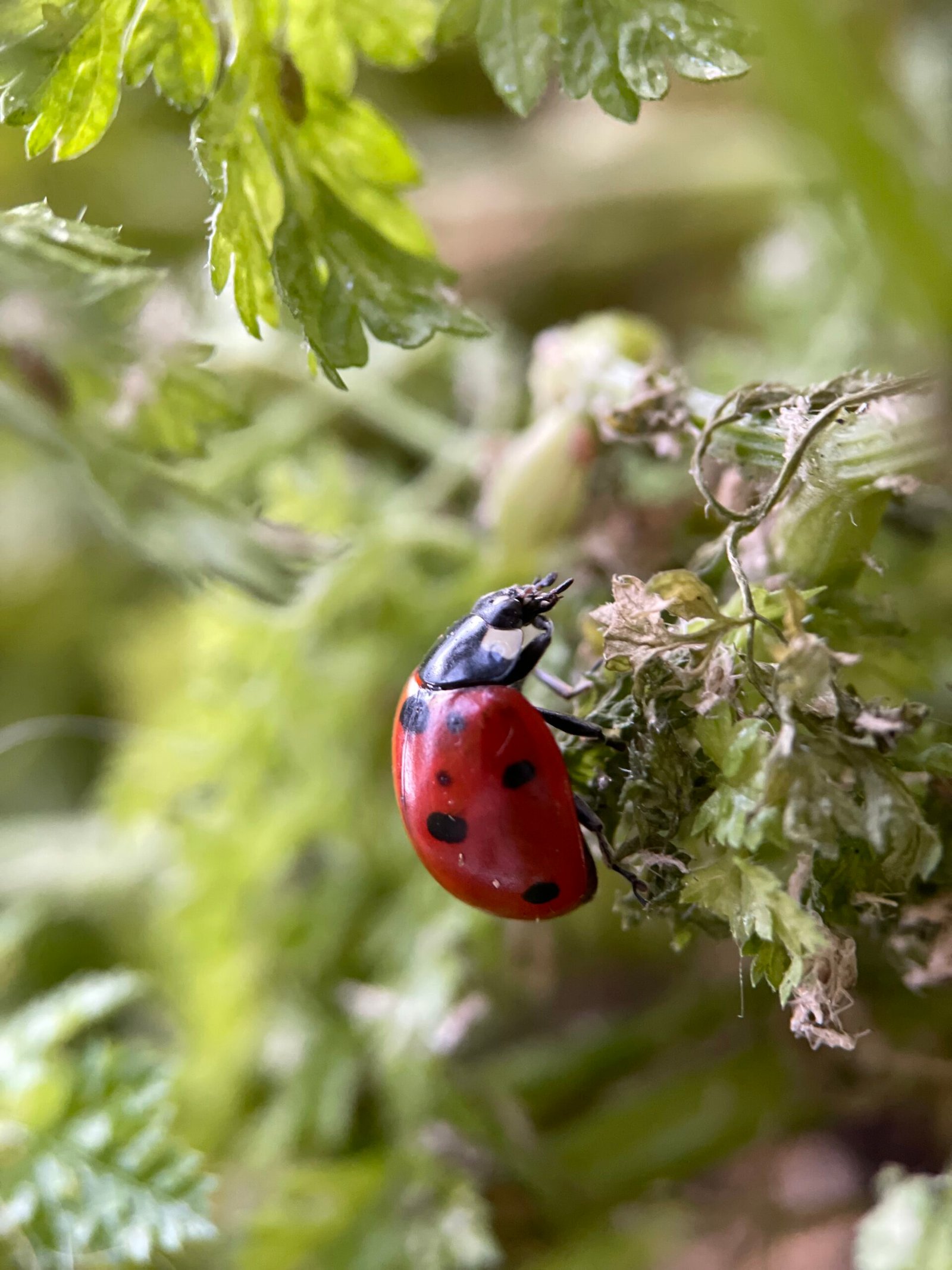 Entomologie