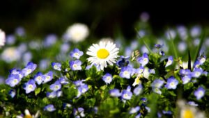 Fleurs