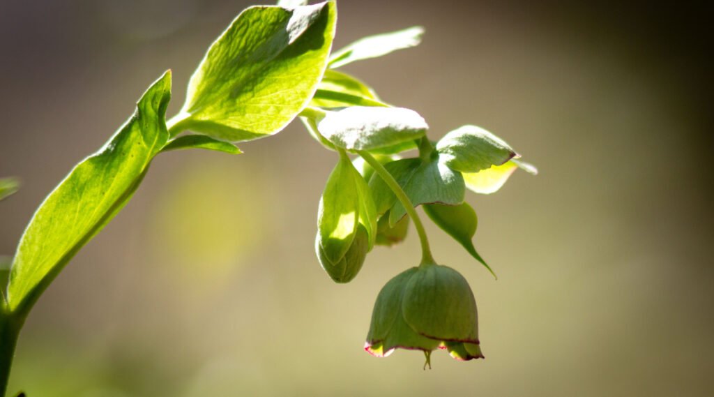 Fleur Hellébore fétide terre mystérieuse