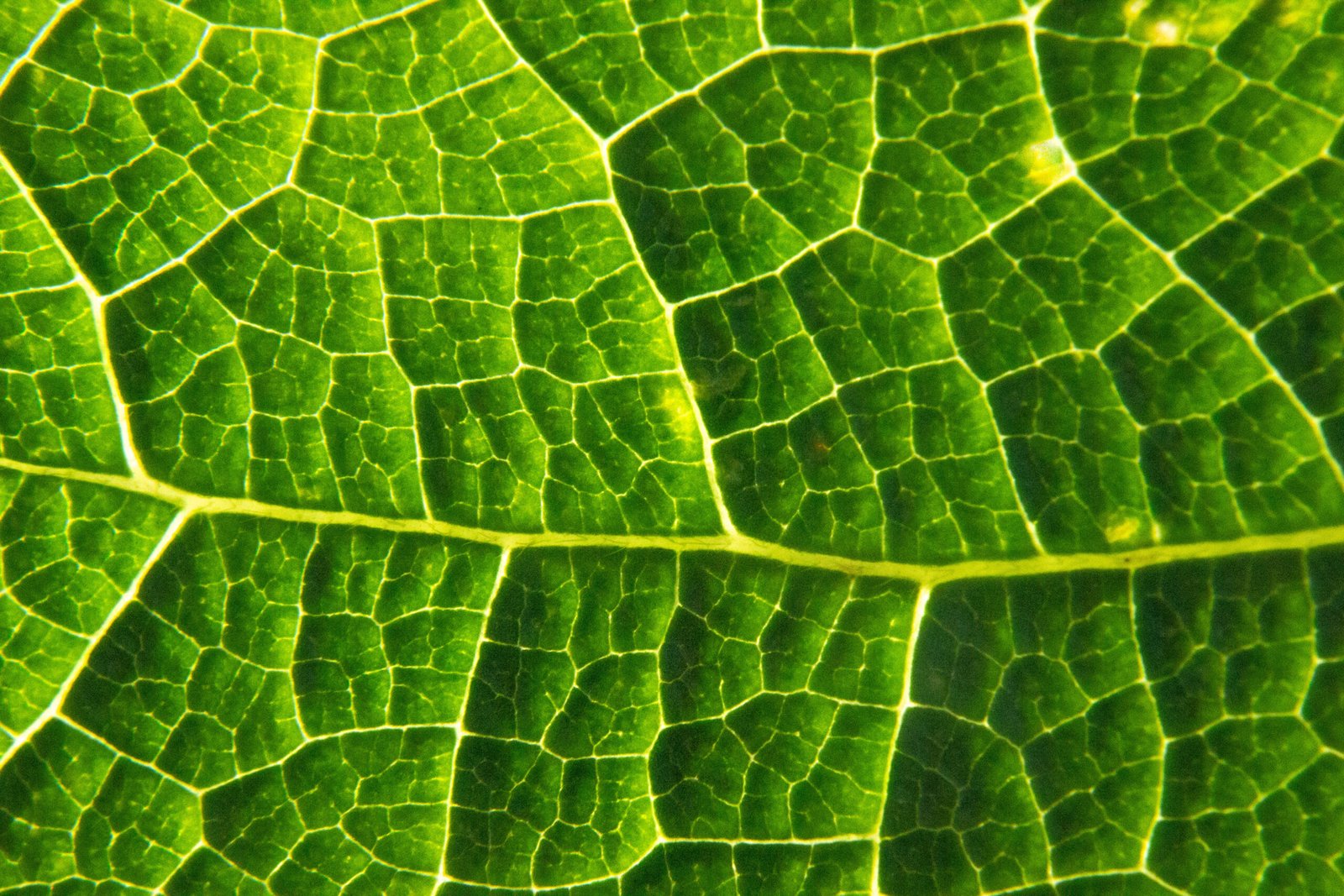 Sciences fondamentales : La cellule végétale