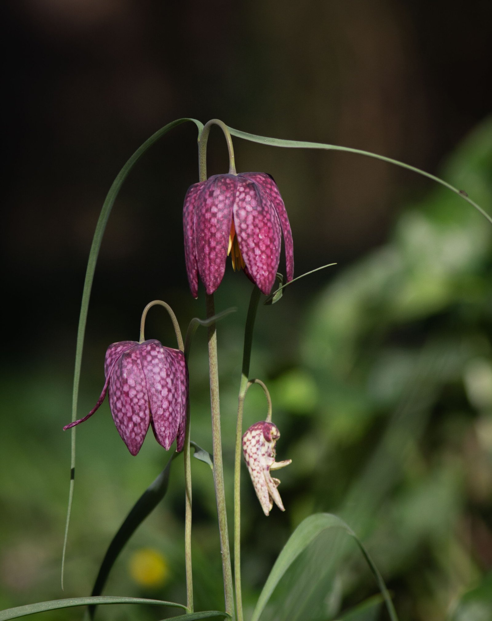 Liliaceae