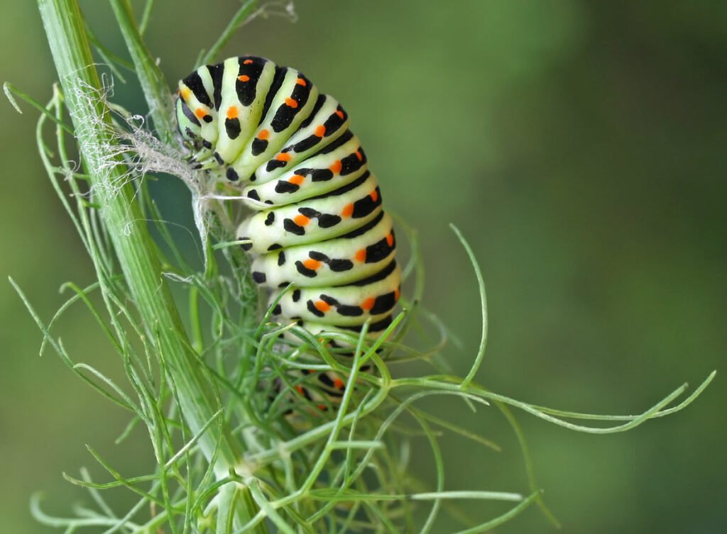 Nymphose