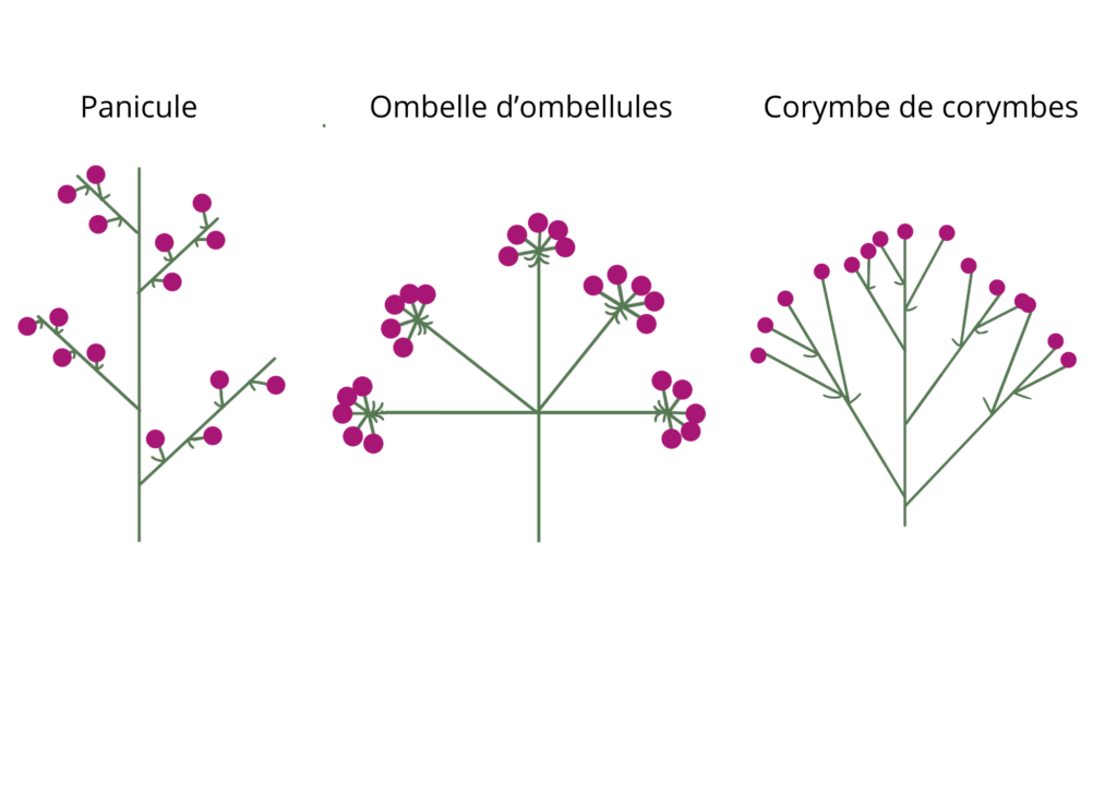 Inflorescence complexe