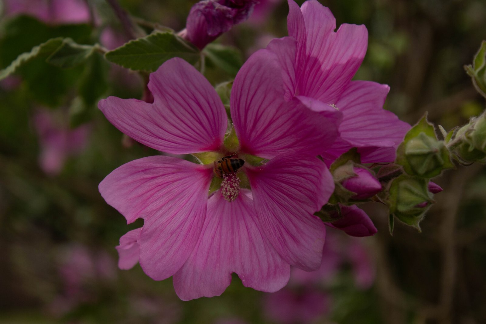 Malvaceae
