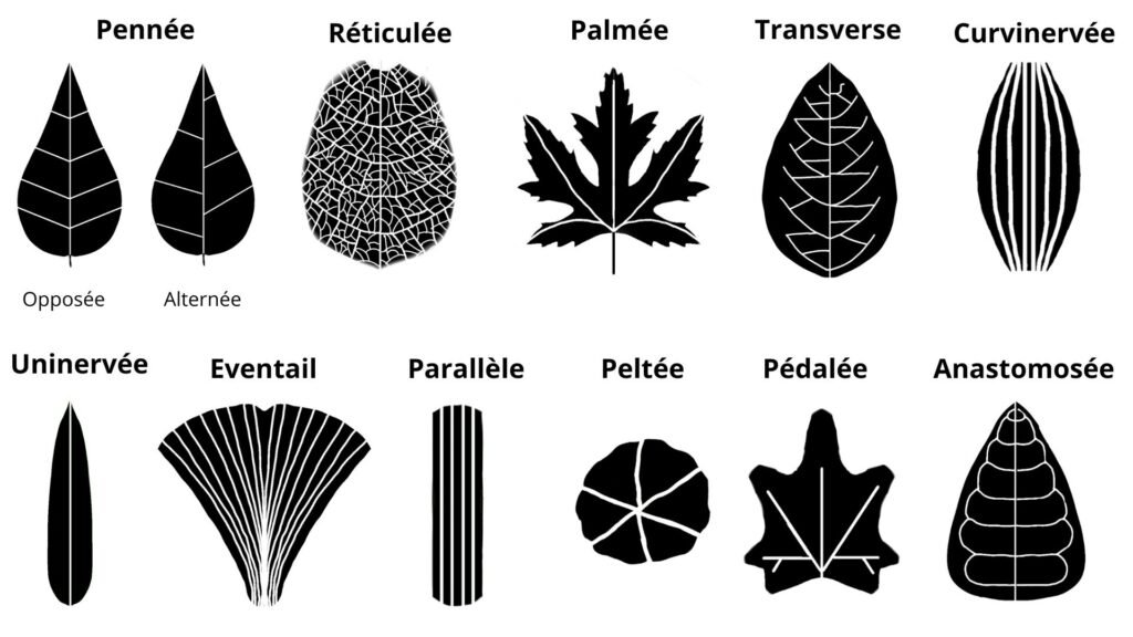 Nervation des feuilles