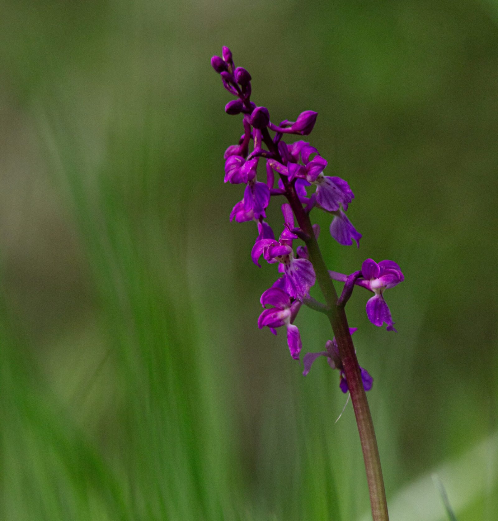Orchidaceae