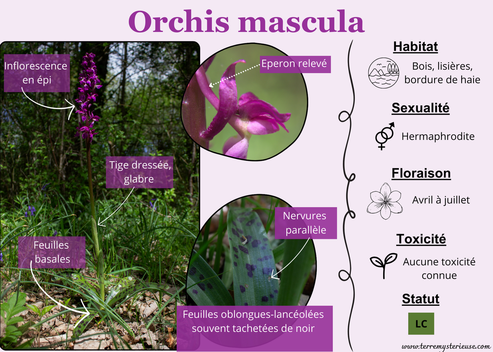Aperçu Orchis mascula