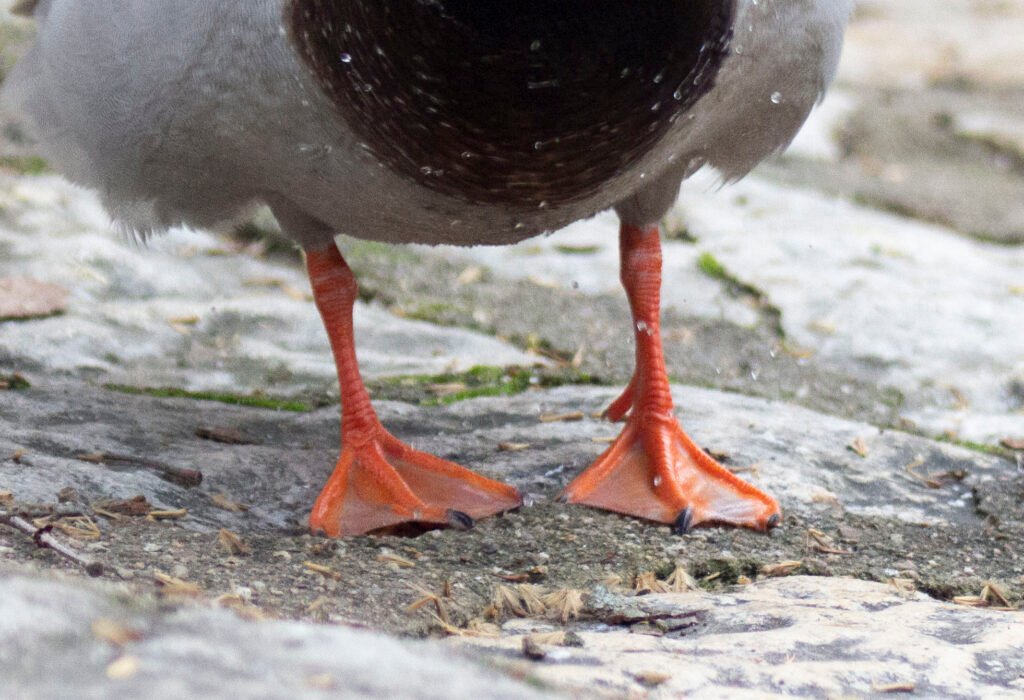 Anseriformes