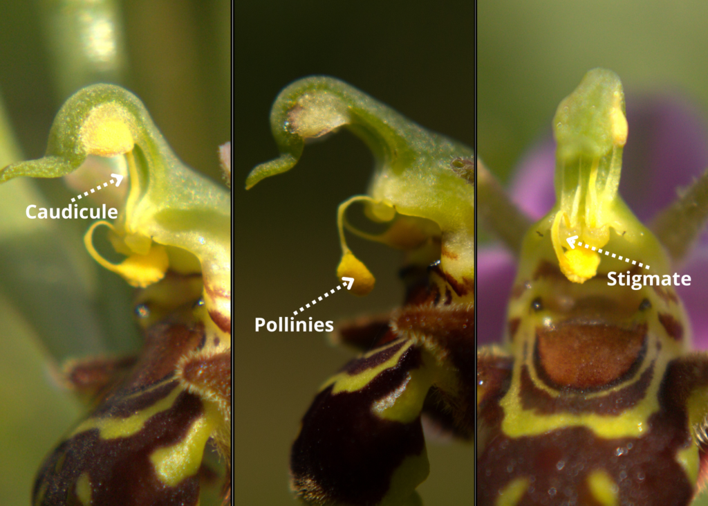 Pollinisation Ophrys apifera