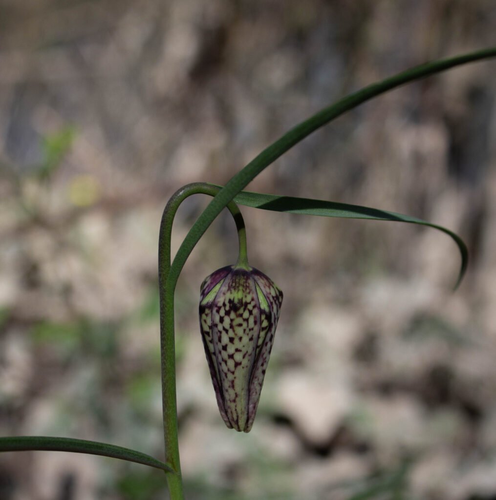 Fritillaria meleagris