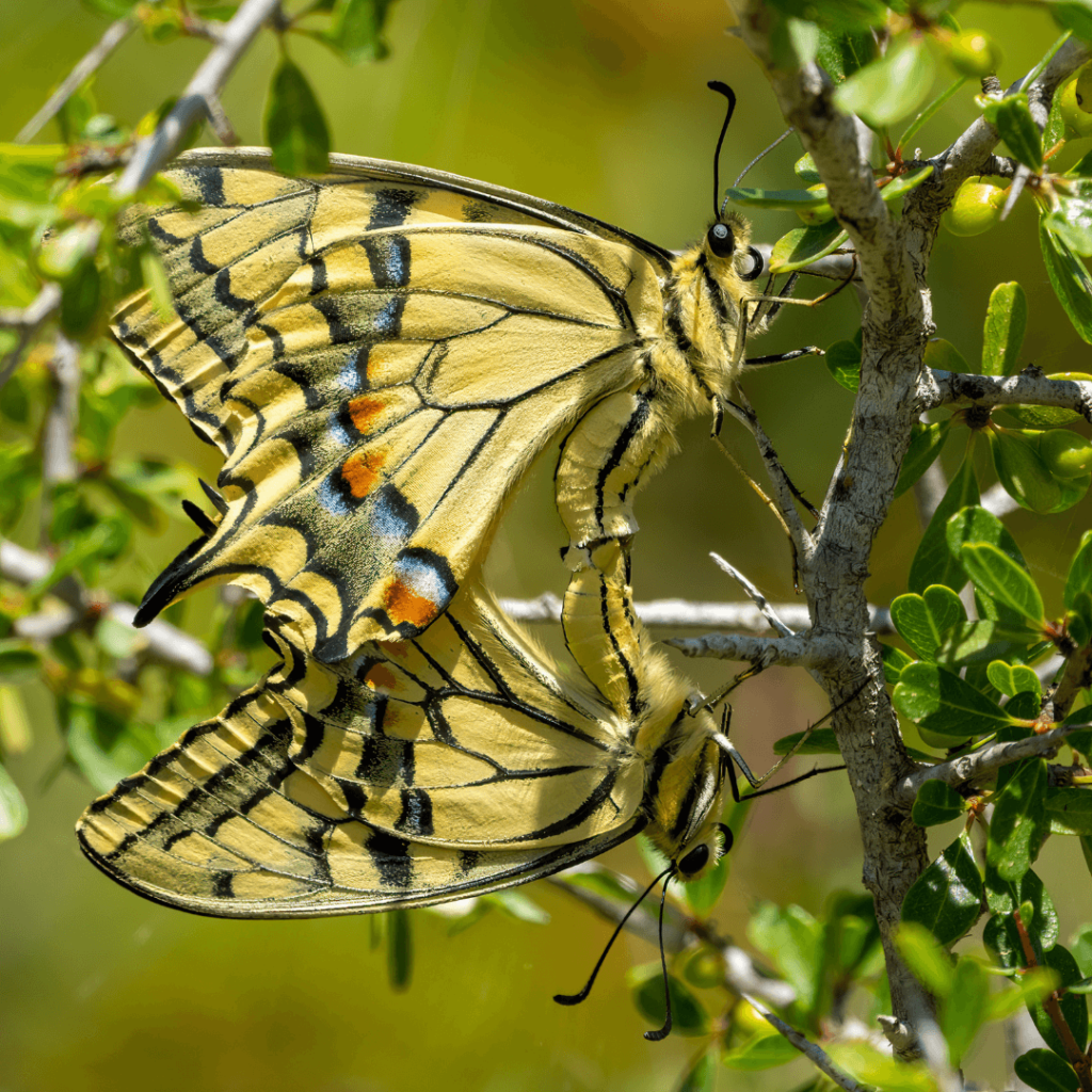 Reproduction Papilio machaon