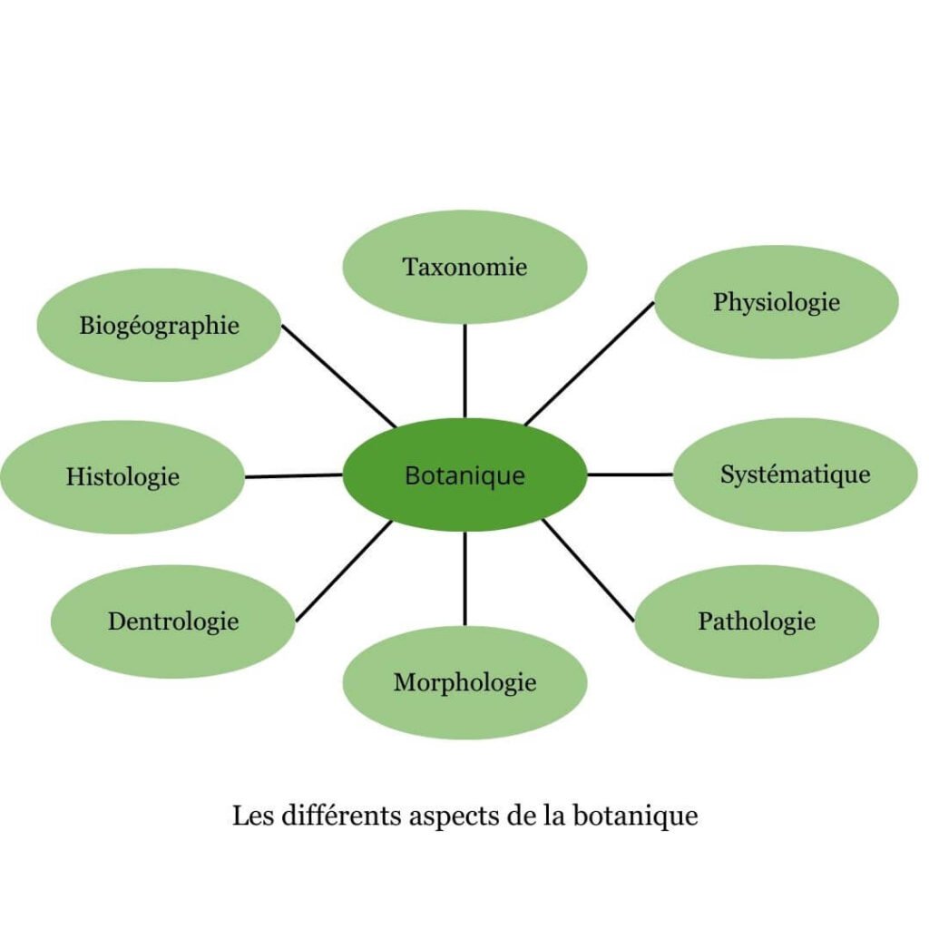 Aspect de la botanique - Les végétaux