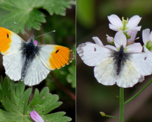 Anthocharis cardamines