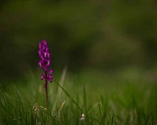 Orchis mascula