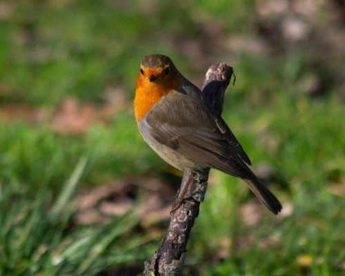 Erithacus rubecula