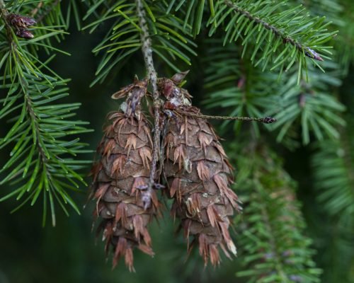 Pseudotsuga menziesii