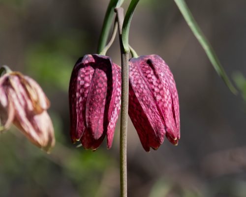 Fritillaria meleagris