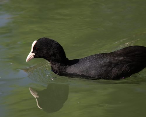 Fulica atra