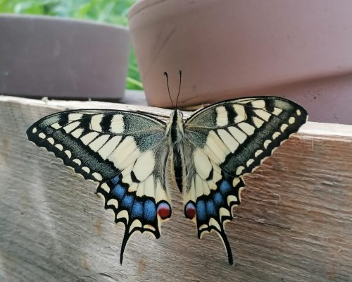 Papilio machaon