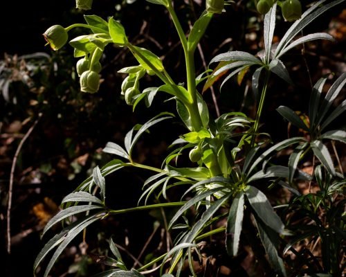 Helleborus foetidus