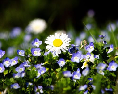 Les fleurs (Anatomie)