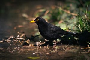 Oiseaux-5008 Passeriformes : chants